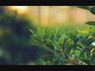 Nujabes - Aruarian Dance (HD, HQ sound)