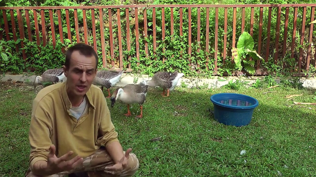 Animal tales