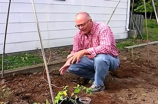 Tomato Growing Secrets: Planting tomatoes