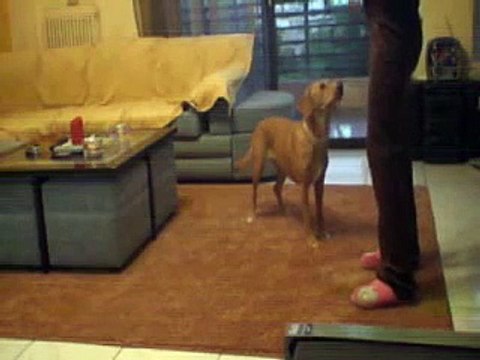 Pritsa & Bella clicker training (1)