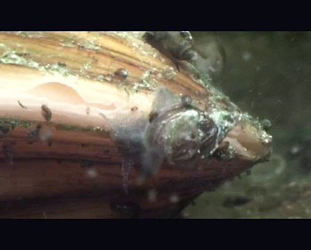 mussels breath in, snails run around