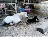 Miniature Horse Birth