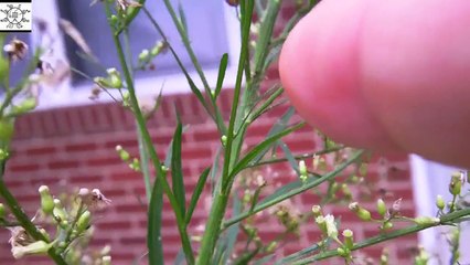 DAY 5 : Lady Beetle Metamorphosis Cycle