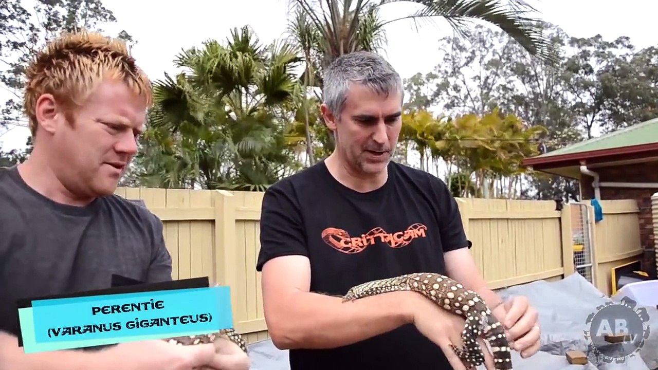 Lizard Man! CrittaCam : AnimalBytesTV