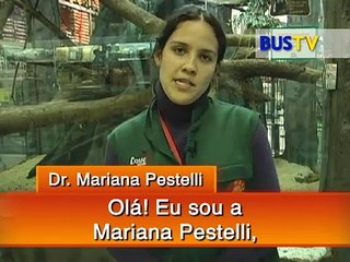 Como criar um mini-coelho?