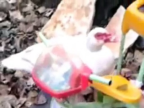 Allevamento monfalcone via delle mandrie: galline varie,anatre mute e faraone