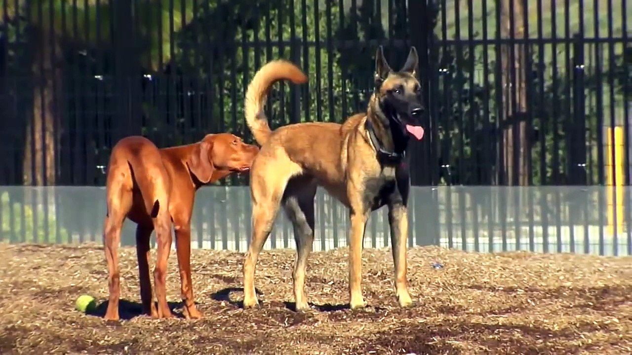 How Your Pet Is Exposed To Giardia