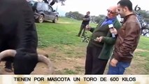 Buenas Tardes Extremadura - Una mascota de 600 kilos