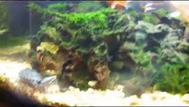 king betta fish vs razorback musk turtle