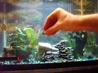 A Man, His Daughter and the fish tank