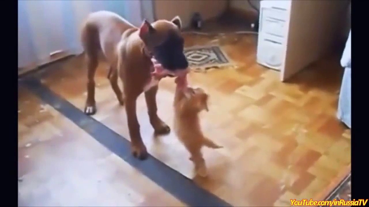 funny commercials compilation - FUNNY VIDEOS- Funny Cats - Funny Cat Videos - Funny Animals