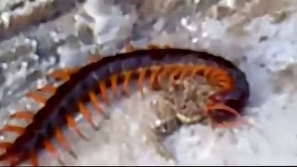 Giant Centipede vs Frog