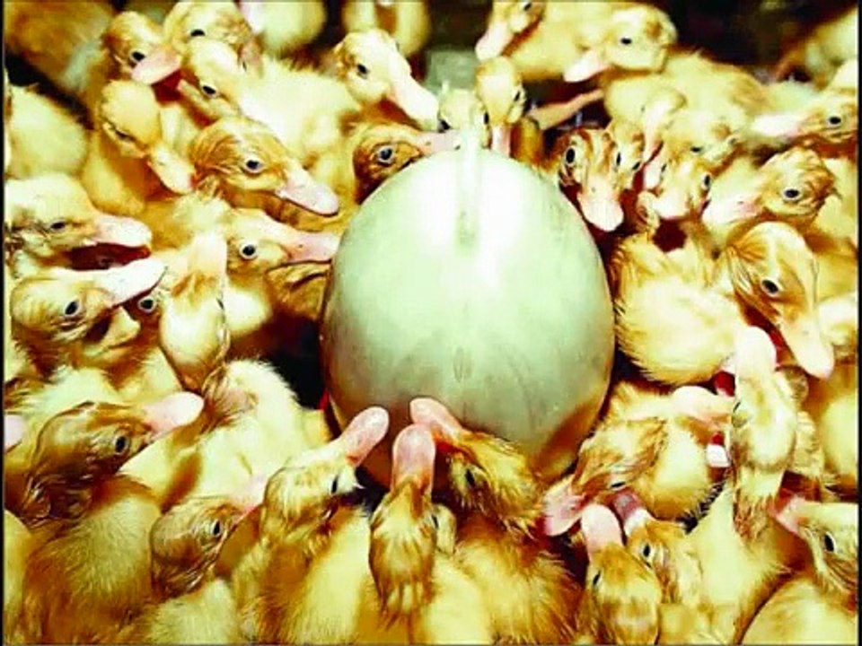 FOIE GRAS * MALTRATO ANIMAL * OCAS Y GANSOS *  ANIMAL CRUELTY