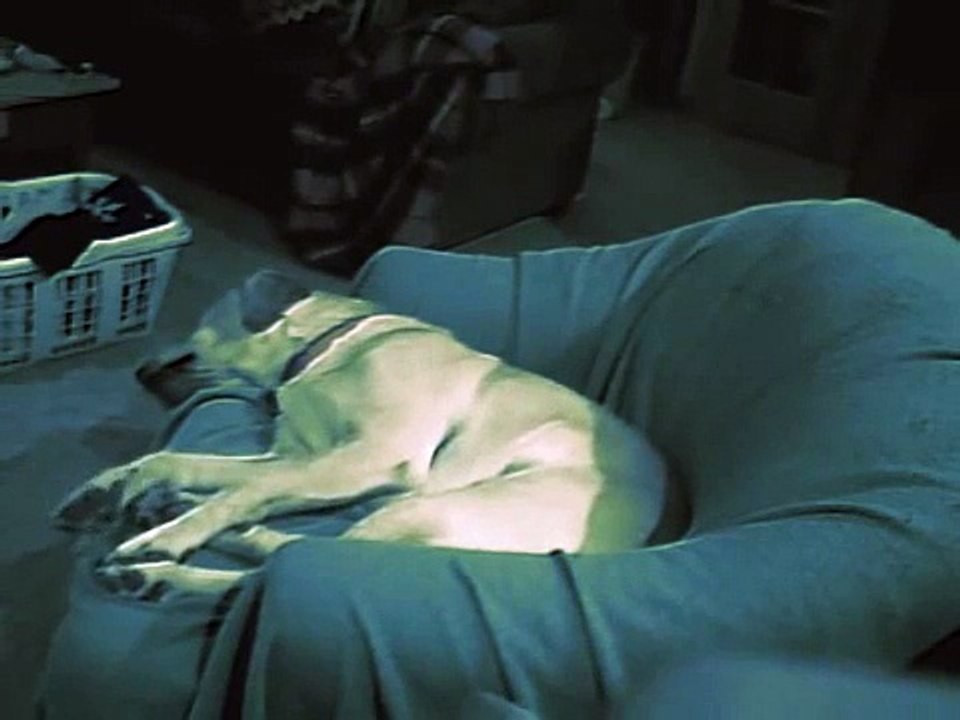 Paranormal Dog