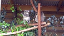 Koala show, Symbio Wildlife Park