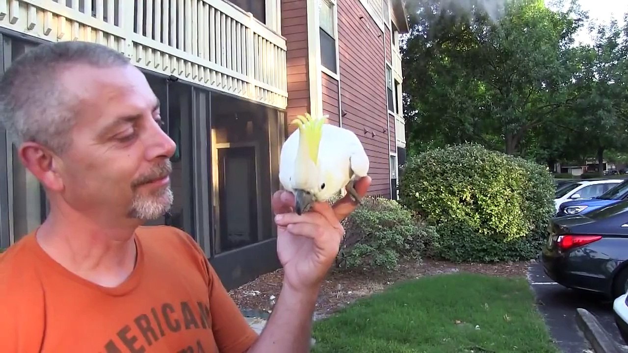 Cockatoo Boogie