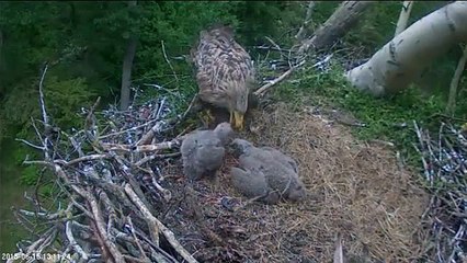 Danish WTE - Mom fed the little one  15.06.2015. 13:10