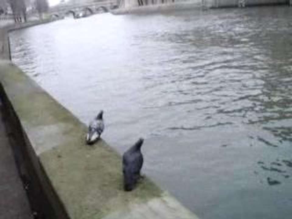 2006 02 Paris 2 pigeons et Notre-Dame
