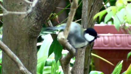 野鳥：シジュウカラ (2)／Wild Birds: Great Tit (2)