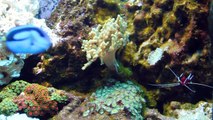 Jūrinis akvariumas 250 l /  66 Gallon Reef Aquarium