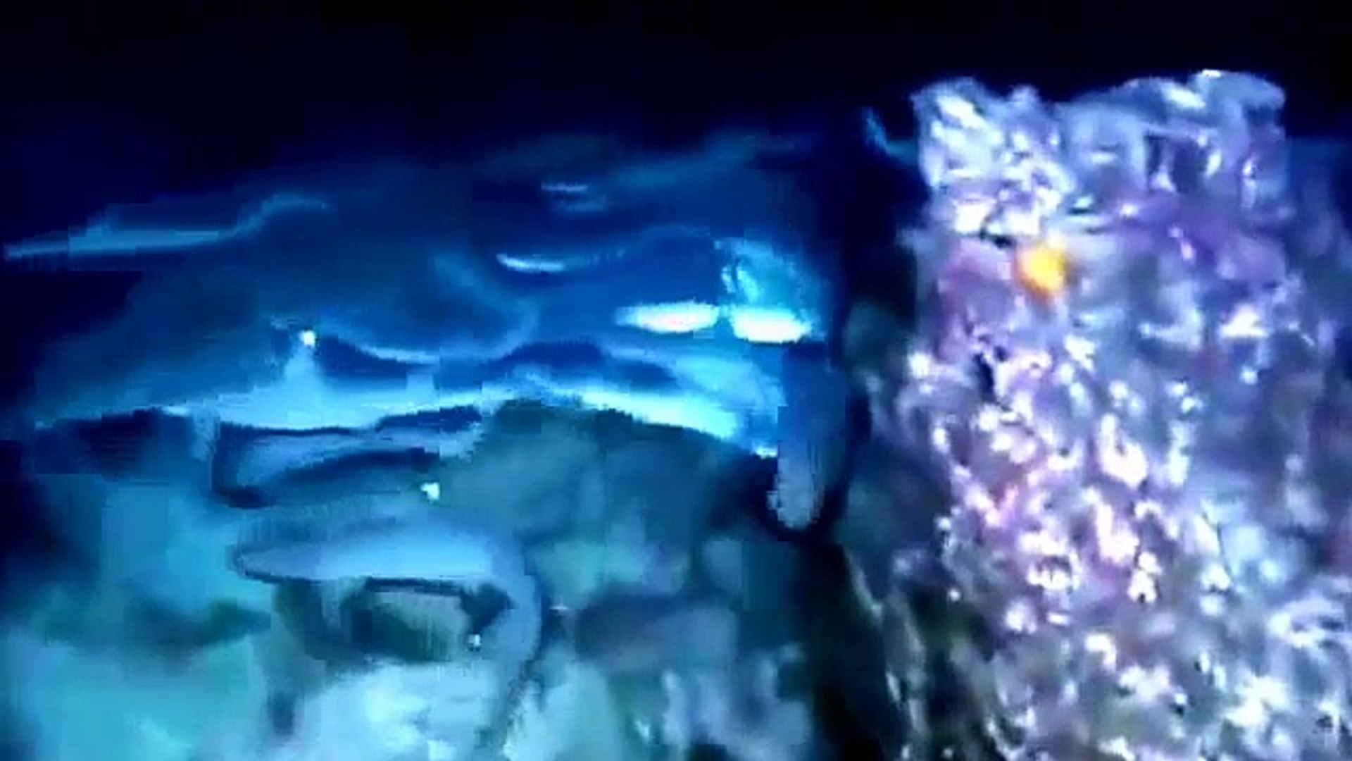 ⁣National Geographic Animals 2015 Creatures Of The Deep Ocean Animals Documentary Wildlife