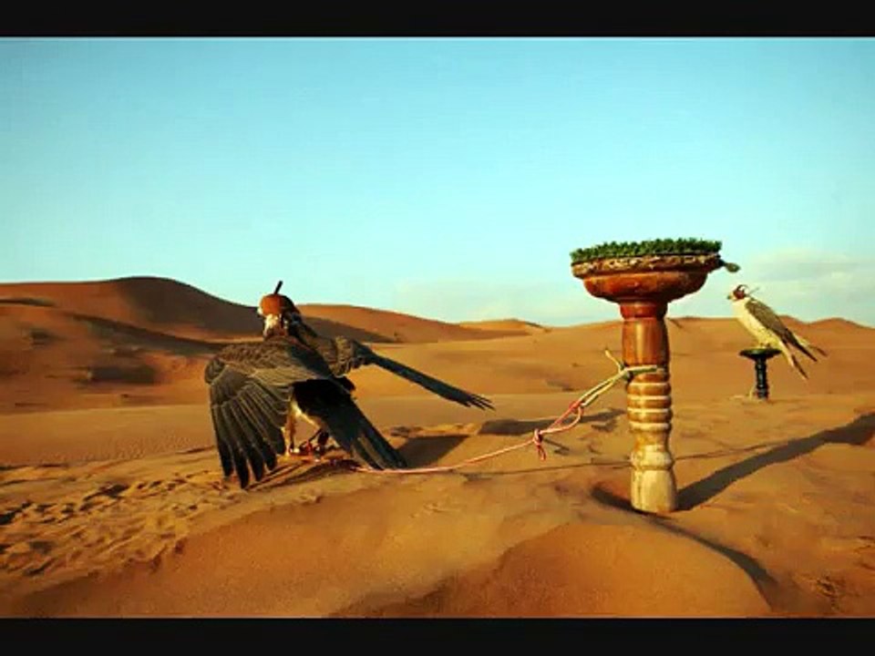 falconry in the uae