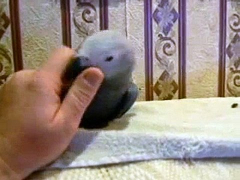 11 week old african grey baby parrots