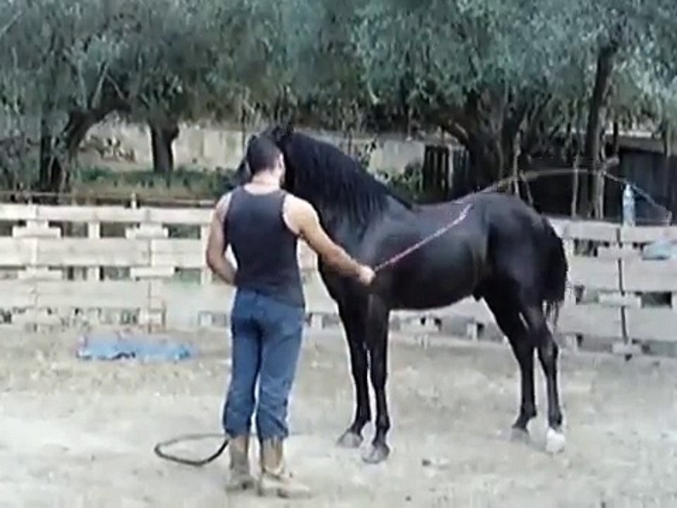 ΕΠΙΘΕΤΙΚΟ ΑΛΟΓΟ 4