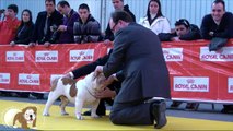 B.O.Y. (Bulldog Of The Year ) 2.010 Machos 3  [Males 3]  www.elbulldogingles.es