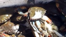 Crabbing New Jersey Best Spot Ever 200 jumbo crabs in 2 hrs