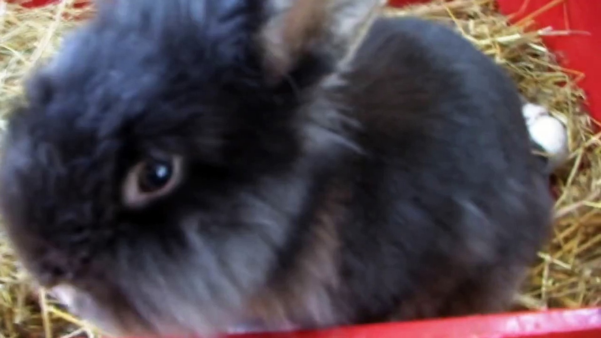 Little rabbits