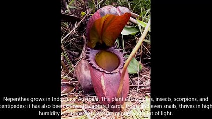 Top 10 Bizarre And Truly Scary Plants You Never Knew Existed