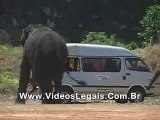 Elephant goes wild during Sri Lankan Air Lines Elephant Polo tournament