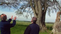 Ancient Trees of the Stonehenge Landscapes