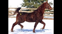 SADDLEBRED RESCUE Inc