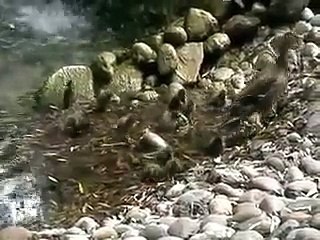 Cute baby ducks swimming