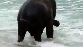 Dekho Bhopal - Baby elephant saw the sea for the first time