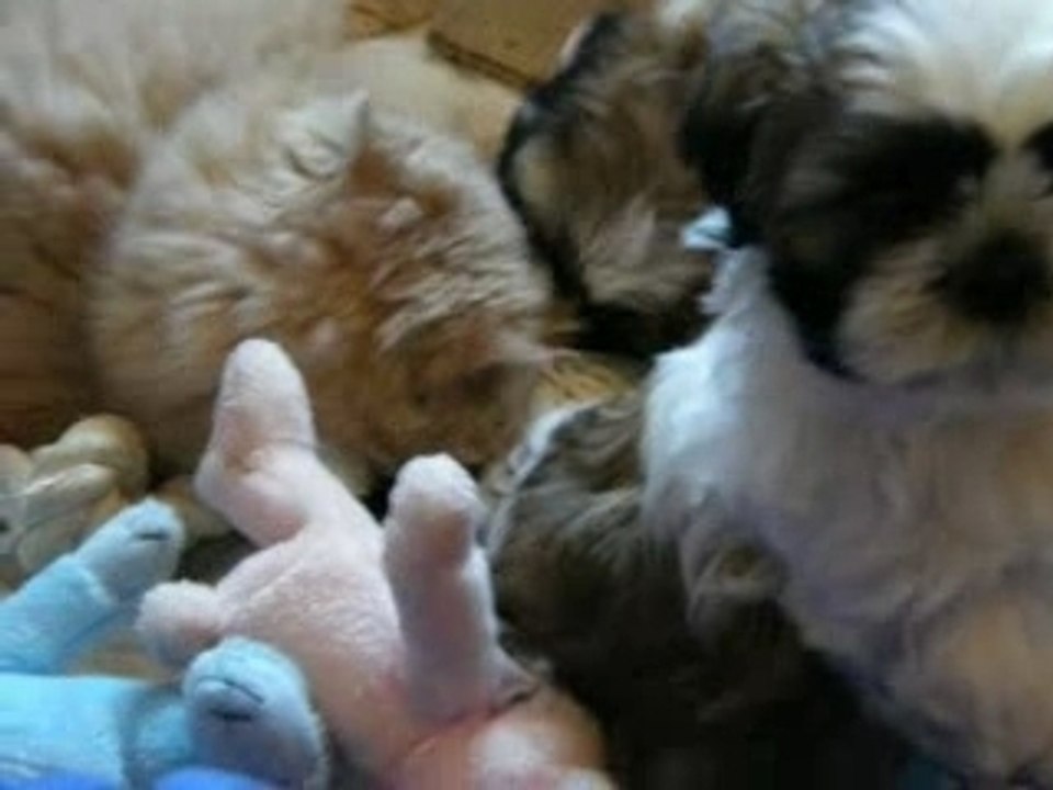 Chiots3