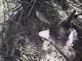 Mother Eagle Getting Blown Off Eggs in High Wind - 2011 Blackwater Eagle Cam