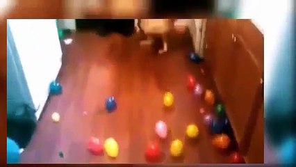 Funny Dog Videos   Funny Dog Videos 2015 New