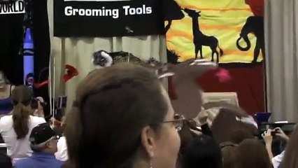 Groom Expo 2009 - Creative Grooming  P2