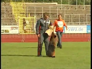 Paer vom Hasenborn / Schutzdienst u. Standmusterung Ulm 2009