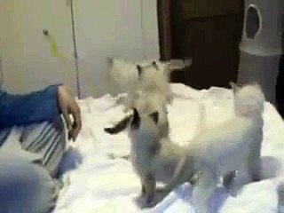 Ragdolls jugando con el plumero