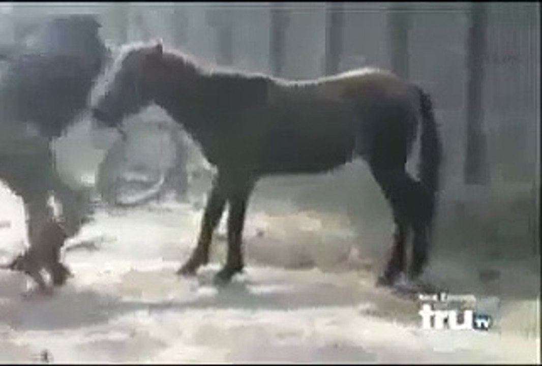 Horse Attacks man in india