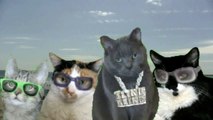 LMFAO - Cats - Shots Parody