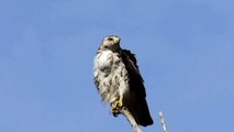 Red-tailed Hawk Calling