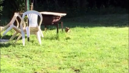 Nous voisins viennnent déjeuner à midi