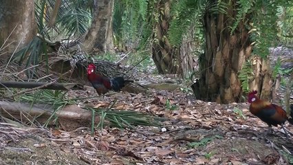 Ayam Hutan 29