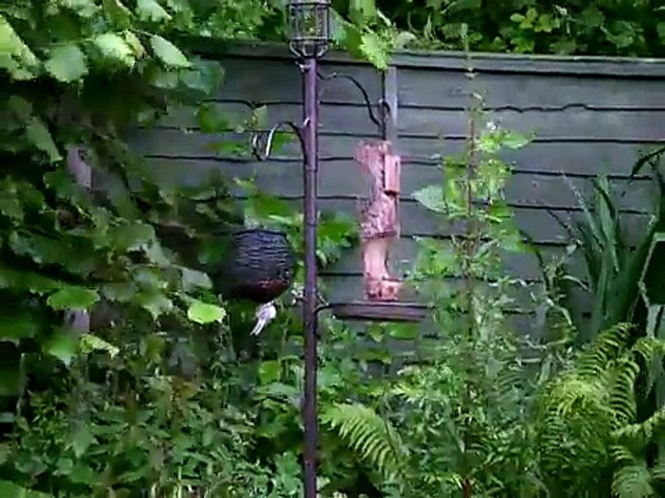 Willow Tit / Marsh Tit
