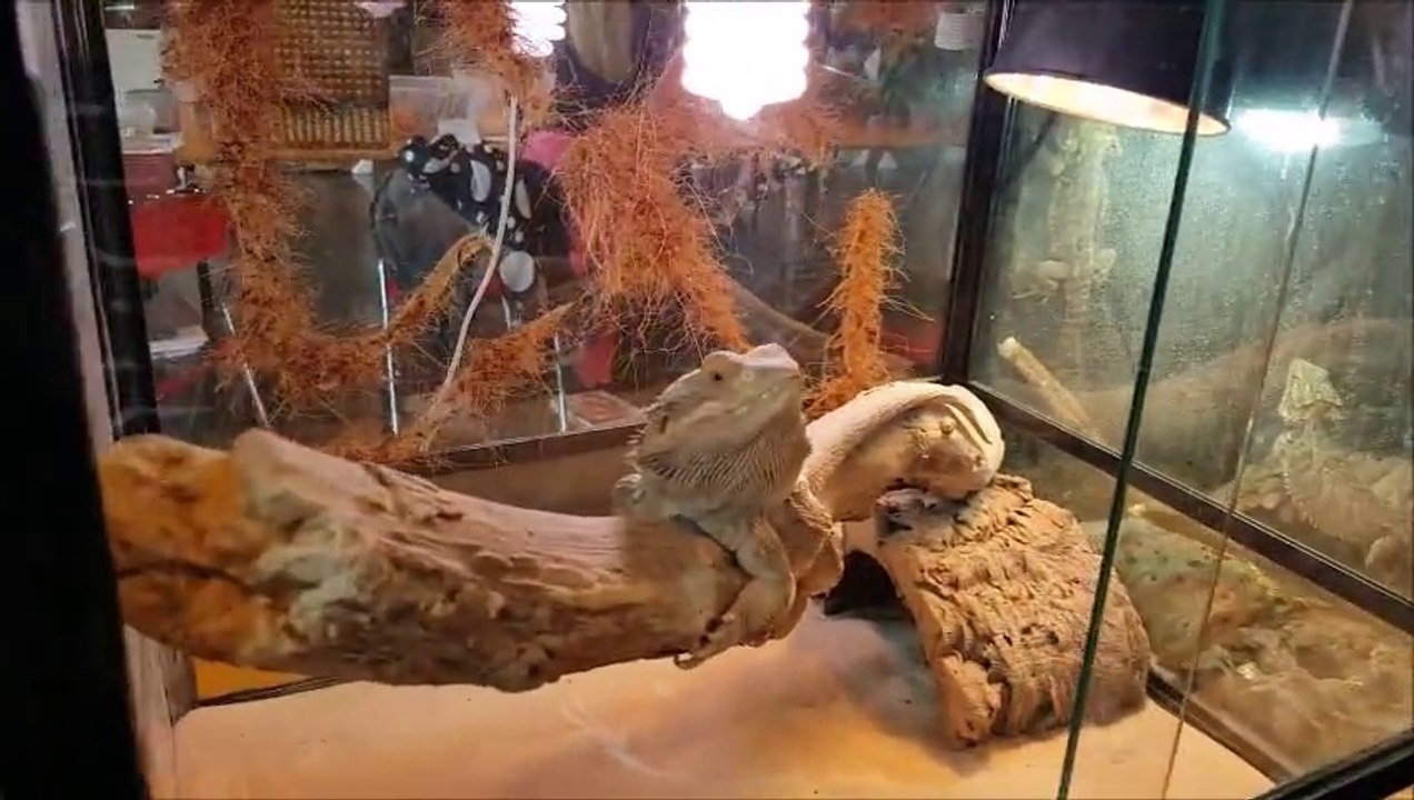 Saint-Laurent-Blangy: le Reptile Day attire la foule à Artois Expo